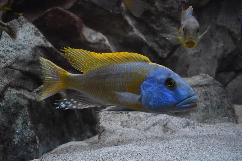 Buccochromis rhoadesii